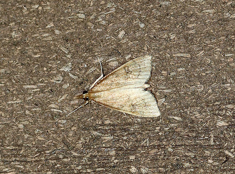 Celery leaftier - Udea rubigalis Total length: 10 mm. Forewings are tan with dusky lines. Reniform spot is the shape of a figure-eight. VERY worn specimen!

 Habitat: Attracted to a light at night in a rural area. 
 Celery leaftier,Geotagged,Summer,Udea rubigalis,United States,moth,udea