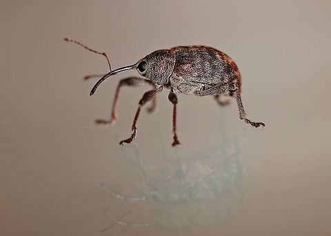 Nut Weevil - Curculio sp. Robust weevil that was dark brown with pale mottling. Rostrum was curved, long, and thin with antennae set midway.  

Habitat: Attracted to a light at night in a rural area.

Maybe Curculio obtusus, but I'm not sure. Curculio,Geotagged,Summer,United States,acorn weevil,beetle,nut weevil,weevil