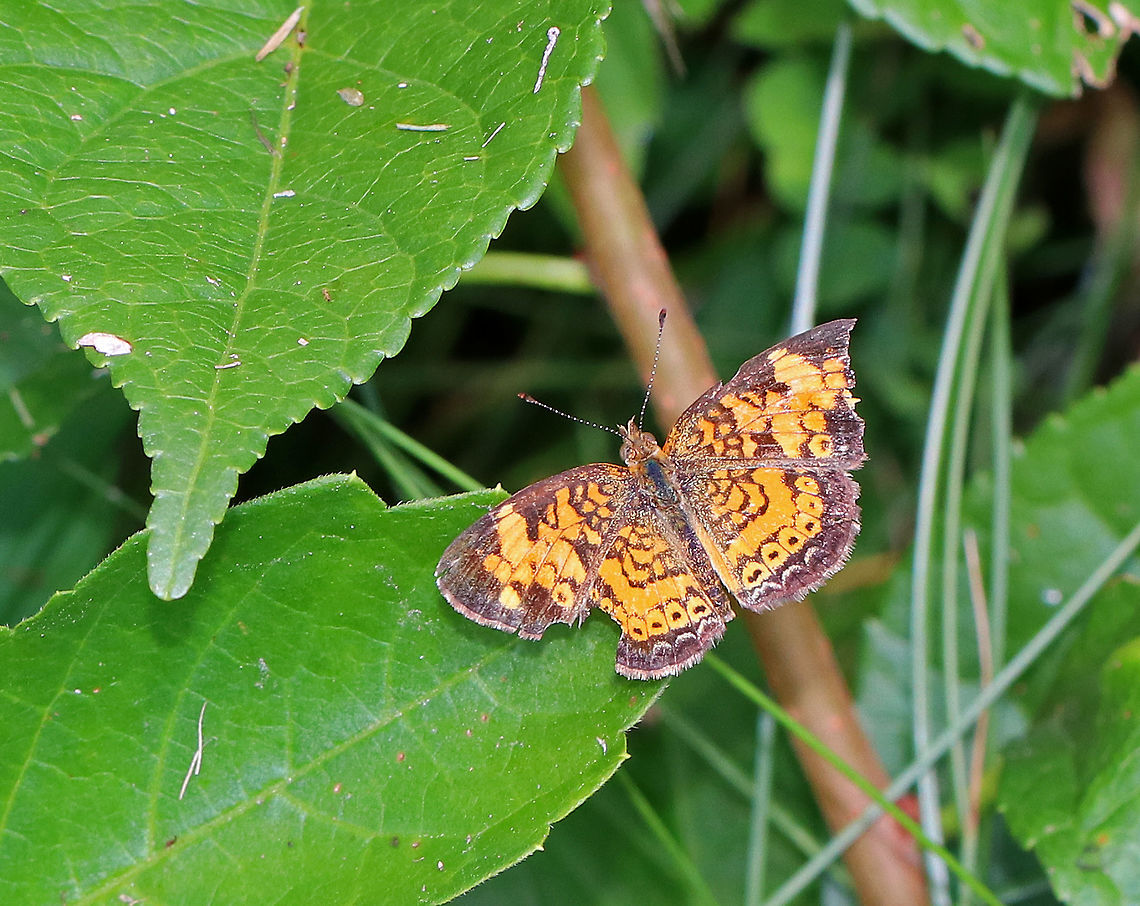 Pearl Crescent - Phyciodes tharos The pattern for this species is very variable. Upperside is orange with black borders; the postmedian and submarginal areas are crossed by fine black marks.  This one was a bit tattered!<br />
<br />
Habitat: Resting in vegetation on the edge of a pond.<br />
 Geotagged,Pearl Crescent,Phyciodes tharos,Summer,United States,butterfly