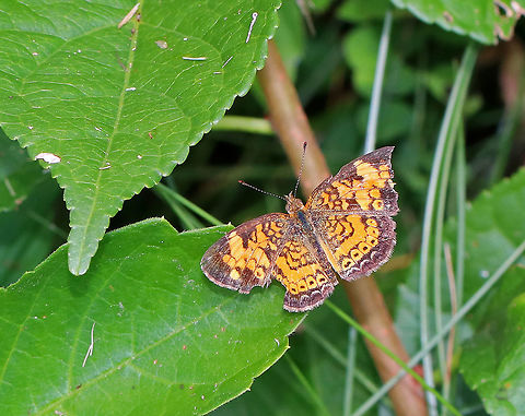 Pearl Crescent - Phyciodes tharos The pattern for this species is very variable. Upperside is orange with black borders; the postmedian and submarginal areas are crossed by fine black marks.  This one was a bit tattered!

Habitat: Resting in vegetation on the edge of a pond.
 Geotagged,Pearl Crescent,Phyciodes tharos,Summer,United States,butterfly