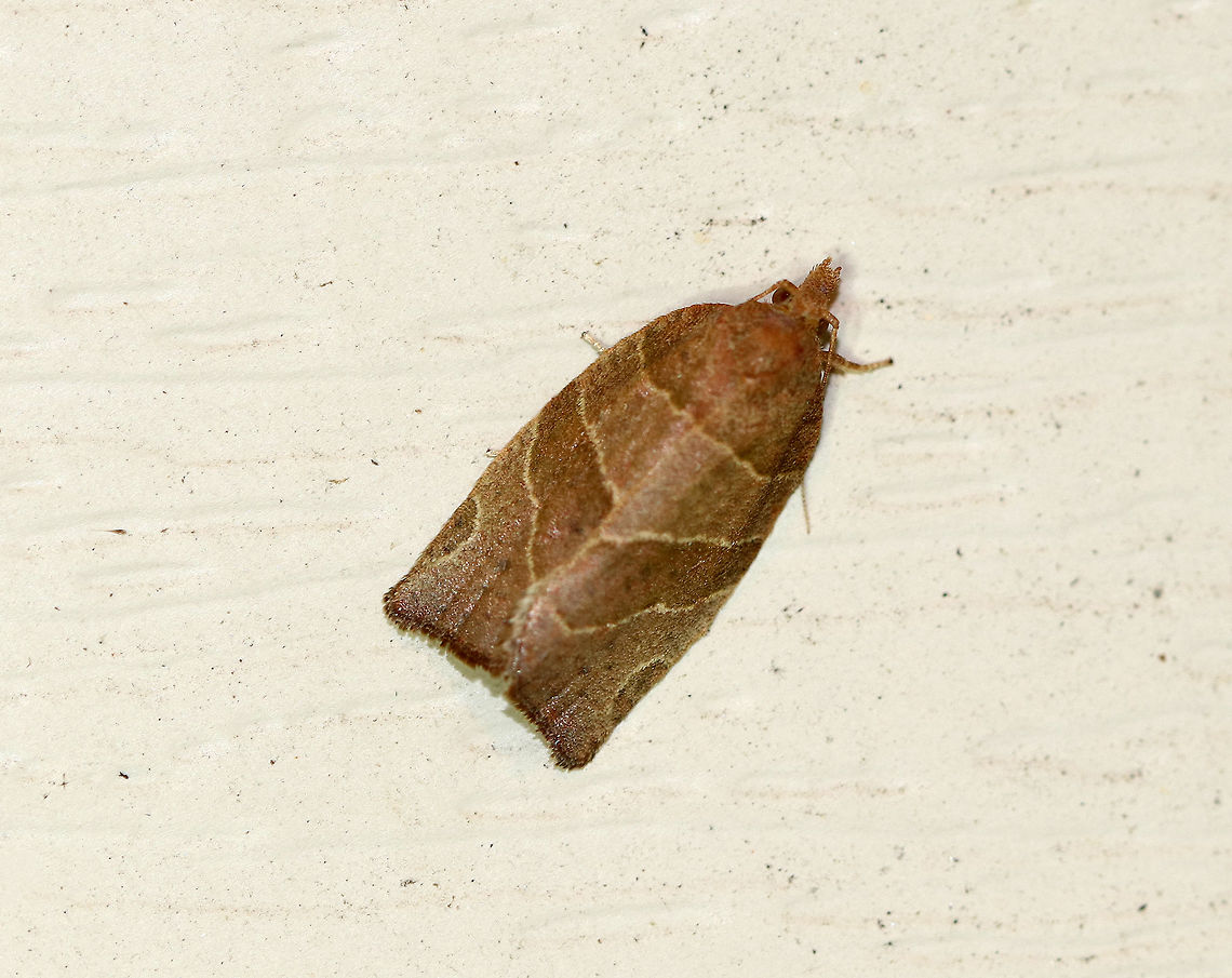 Pandemis limitata - Three-lined Leafroller Total length: ~10 mm. Forewings vary from light to dark brown with prominent dark brown markings. The basal, median, and upper postmedial lines are distinct with pale edges.<br />
<br />
Habitat: Attracted to a light at night in a rural area. Geotagged,Pandemis limitata,Summer,Three-lined Leafroller,United States,archips leafroller,leafroller,moth