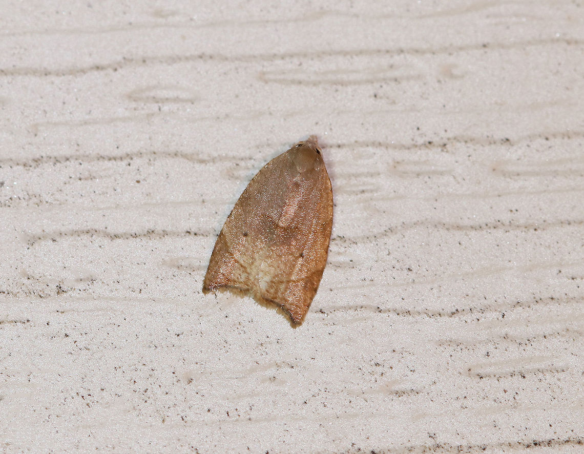 Batman Moth - Coelostathma discopunctana The common name refers to the dark forewing makings that some think resemble the logo of the comic book character, Batman.<br />
<br />
Habitat: Attracted to a light at night in a rural area. Batman Moth,Coelostathma,Coelostathma discopunctana,Geotagged,Summer,United States,moth