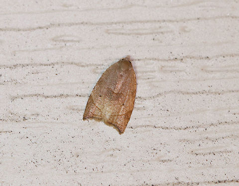 Batman Moth - Coelostathma discopunctana The common name refers to the dark forewing makings that some think resemble the logo of the comic book character, Batman.

Habitat: Attracted to a light at night in a rural area. Batman Moth,Coelostathma,Coelostathma discopunctana,Geotagged,Summer,United States,moth