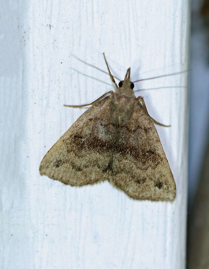 Black-banded Owlet - Phalaenostola eumelusalis Total length: ~15 mm. Brown forewings with a wide, dusky median band. Wavy subterminal line is accented with two blackish bulges before merging with a short apical dash. Upturned labial palps.<br />
<br />
Habitat: Attracted to a light at night in a rural area. Black-banded owlet,Geotagged,Phalaenostola eumelusalis,Summer,United States,litter moth,moth,owlet
