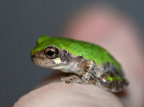 Gray/Cope's Gray Tree Frog - Hyla sp. Cope's gray tree frog (Hyla chrysoscelis) is a species of tree frog found in the United States. It is almost indistinguishable from the gray tree frog, Hyla versicolor, and shares much of its geographic range. Both species are variable in color, mottled gray to gray-green, resembling the bark of trees. These are tree frogs of woodland habitats, though they will sometimes travel into more open areas to reach a breeding pond. The only readily noticeable difference between the two species is the call — Cope's has a faster-paced and slightly higher-pitched call than H. versicolor. In addition, H. chrysoscelis is reported to be slightly smaller, more arboreal, and more tolerant of dry conditions than H. versicolor. Microscopic inspection of the chromosomes of H. chrysoscelis and H. versicolor reveals differences in chromosome number. 

 I think this is Hyla chrysoscelis, but can't be sure. It was tiny (maybe 12 mm long) and green on its dorsal surface.

Habitat: Attracted to a light at night in a rural area. I found this frog on my deck, late at night.  It walked all over my hands and arms for about 10 minutes before its curiosity was satisfied.
https://www.jungledragon.com/image/65831/graycopes_gray_tree_frog_-_hyla_sp.html
https://www.jungledragon.com/image/65829/graycopes_gray_tree_frog_-_hyla_sp.html
https://www.jungledragon.com/image/65830/graycopes_gray_tree_frog_-_hyla_sp.html Cope's gray tree frog,Geotagged,Hyla chrysoscelis,Summer,United States,frog,hyla,tree frog
