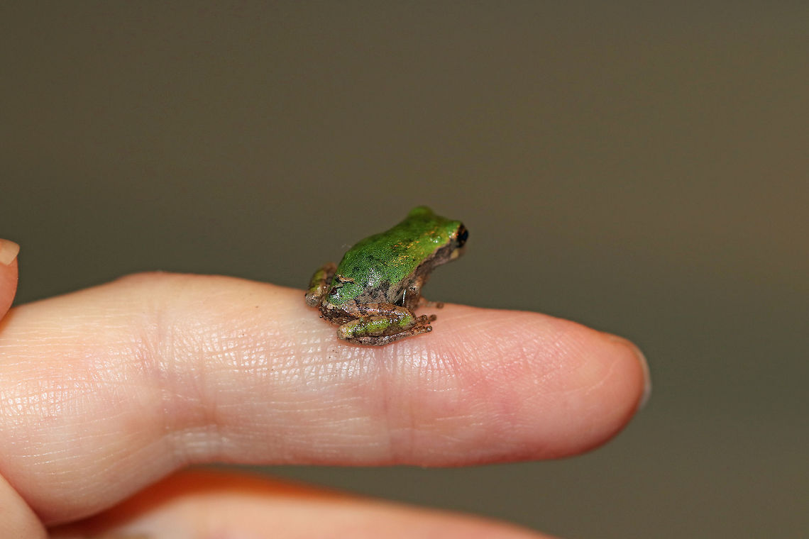 Gray/Cope's Gray Tree Frog - Hyla sp. Cope&#039;s gray tree frog (Hyla chrysoscelis) is a species of tree frog found in the United States. It is almost indistinguishable from the gray tree frog, Hyla versicolor, and shares much of its geographic range. Both species are variable in color, mottled gray to gray-green, resembling the bark of trees. These are tree frogs of woodland habitats, though they will sometimes travel into more open areas to reach a breeding pond. The only readily noticeable difference between the two species is the call &mdash; Cope&#039;s has a faster-paced and slightly higher-pitched call than H. versicolor. In addition, H. chrysoscelis is reported to be slightly smaller, more arboreal, and more tolerant of dry conditions than H. versicolor. Microscopic inspection of the chromosomes of H. chrysoscelis and H. versicolor reveals differences in chromosome number. <br />
<br />
 I think this is Hyla chrysoscelis, but can&#039;t be sure. It was tiny (maybe 12 mm long) and green on its dorsal surface.<br />
<br />
Habitat: Attracted to a light at night in a rural area. I found this frog on my deck, late at night. It walked all over my hands and arms for about 10 minutes before its curiosity was satisfied.  <br />
<figure class="photo"><a href="https://www.jungledragon.com/image/65828/graycopes_gray_tree_frog_-_hyla_sp.html" title="Gray/Cope&#039;s Gray Tree Frog - Hyla sp."><img src="https://s3.amazonaws.com/media.jungledragon.com/images/3232/65828_thumb.jpg?AWSAccessKeyId=05GMT0V3GWVNE7GGM1R2&Expires=1769040010&Signature=GEztc50Uo00atat39rI0RReGmAk%3D" width="200" height="150" alt="Gray/Cope&#039;s Gray Tree Frog - Hyla sp. Cope&#039;s gray tree frog (Hyla chrysoscelis) is a species of tree frog found in the United States. It is almost indistinguishable from the gray tree frog, Hyla versicolor, and shares much of its geographic range. Both species are variable in color, mottled gray to gray-green, resembling the bark of trees. These are tree frogs of woodland habitats, though they will sometimes travel into more open areas to reach a breeding pond. The only readily noticeable difference between the two species is the call &mdash; Cope&#039;s has a faster-paced and slightly higher-pitched call than H. versicolor. In addition, H. chrysoscelis is reported to be slightly smaller, more arboreal, and more tolerant of dry conditions than H. versicolor. Microscopic inspection of the chromosomes of H. chrysoscelis and H. versicolor reveals differences in chromosome number. <br />
<br />
 I think this is Hyla chrysoscelis, but can&#039;t be sure. It was tiny (maybe 12 mm long) and green on its dorsal surface.<br />
<br />
Habitat: Attracted to a light at night in a rural area. I found this frog on my deck, late at night.  It walked all over my hands and arms for about 10 minutes before its curiosity was satisfied.<br />
https://www.jungledragon.com/image/65831/graycopes_gray_tree_frog_-_hyla_sp.html<br />
https://www.jungledragon.com/image/65829/graycopes_gray_tree_frog_-_hyla_sp.html<br />
https://www.jungledragon.com/image/65830/graycopes_gray_tree_frog_-_hyla_sp.html Cope&#039;s gray tree frog,Geotagged,Hyla chrysoscelis,Summer,United States,frog,hyla,tree frog" /></a></figure><br />
<figure class="photo"><a href="https://www.jungledragon.com/image/65830/graycopes_gray_tree_frog_-_hyla_sp.html" title="Gray/Cope&#039;s Gray Tree Frog - Hyla sp."><img src="https://s3.amazonaws.com/media.jungledragon.com/images/3232/65830_thumb.jpg?AWSAccessKeyId=05GMT0V3GWVNE7GGM1R2&Expires=1769040010&Signature=54nY0Cn9UszaY8rFFSe6ckHCCHs%3D" width="120" height="152" alt="Gray/Cope&#039;s Gray Tree Frog - Hyla sp. Cope&#039;s gray tree frog (Hyla chrysoscelis) is a species of tree frog found in the United States. It is almost indistinguishable from the gray tree frog, Hyla versicolor, and shares much of its geographic range. Both species are variable in color, mottled gray to gray-green, resembling the bark of trees. These are tree frogs of woodland habitats, though they will sometimes travel into more open areas to reach a breeding pond. The only readily noticeable difference between the two species is the call &mdash; Cope&#039;s has a faster-paced and slightly higher-pitched call than H. versicolor. In addition, H. chrysoscelis is reported to be slightly smaller, more arboreal, and more tolerant of dry conditions than H. versicolor. Microscopic inspection of the chromosomes of H. chrysoscelis and H. versicolor reveals differences in chromosome number. <br />
<br />
I think this is Hyla chrysoscelis, but can&#039;t be sure. It was tiny (maybe 12 mm long) and green on its dorsal surface.<br />
<br />
Habitat: Attracted to a light at night in a rural area. I found this frog on my deck, late at night. It walked all over my hands and arms for about 10 minutes before its curiosity was satisfied. <br />
https://www.jungledragon.com/image/65831/graycopes_gray_tree_frog_-_hyla_sp.html<br />
https://www.jungledragon.com/image/65828/graycopes_gray_tree_frog_-_hyla_sp.html<br />
https://www.jungledragon.com/image/65829/graycopes_gray_tree_frog_-_hyla_sp.html Cope&#039;s gray tree frog,Geotagged,Hyla chrysoscelis,Summer,United States,frog,hyla,tree frog" /></a></figure><br />
<figure class="photo"><a href="https://www.jungledragon.com/image/65831/graycopes_gray_tree_frog_-_hyla_sp.html" title="Gray/Cope&#039;s Gray Tree Frog - Hyla sp."><img src="https://s3.amazonaws.com/media.jungledragon.com/images/3232/65831_thumb.jpg?AWSAccessKeyId=05GMT0V3GWVNE7GGM1R2&Expires=1769040010&Signature=t05%2BrX1BibNF6tEGPDv7RlRBGCA%3D" width="200" height="154" alt="Gray/Cope&#039;s Gray Tree Frog - Hyla sp. Cope&#039;s gray tree frog (Hyla chrysoscelis) is a species of tree frog found in the United States. It is almost indistinguishable from the gray tree frog, Hyla versicolor, and shares much of its geographic range. Both species are variable in color, mottled gray to gray-green, resembling the bark of trees. These are tree frogs of woodland habitats, though they will sometimes travel into more open areas to reach a breeding pond. The only readily noticeable difference between the two species is the call &mdash; Cope&#039;s has a faster-paced and slightly higher-pitched call than H. versicolor. In addition, H. chrysoscelis is reported to be slightly smaller, more arboreal, and more tolerant of dry conditions than H. versicolor. Microscopic inspection of the chromosomes of H. chrysoscelis and H. versicolor reveals differences in chromosome number. <br />
<br />
I think this is Hyla chrysoscelis, but can&#039;t be sure. It was tiny (maybe 12 mm long) and green on its dorsal surface.<br />
<br />
Habitat: Attracted to a light at night in a rural area. I found this frog on my deck, late at night. It walked all over my hands and arms for about 10 minutes before its curiosity was satisfied.<br />
https://www.jungledragon.com/image/65828/graycopes_gray_tree_frog_-_hyla_sp.html<br />
https://www.jungledragon.com/image/65829/graycopes_gray_tree_frog_-_hyla_sp.html<br />
https://www.jungledragon.com/image/65830/graycopes_gray_tree_frog_-_hyla_sp.html Geotagged,Summer,United States,frog,hyla,tree frog" /></a></figure><br />
 Cope's gray tree frog,Geotagged,Hyla chrysoscelis,Summer,United States,frog,hyla,tree frog