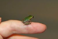 Gray/Cope's Gray Tree Frog - Hyla sp. Cope's gray tree frog (Hyla chrysoscelis) is a species of tree frog found in the United States. It is almost indistinguishable from the gray tree frog, Hyla versicolor, and shares much of its geographic range. Both species are variable in color, mottled gray to gray-green, resembling the bark of trees. These are tree frogs of woodland habitats, though they will sometimes travel into more open areas to reach a breeding pond. The only readily noticeable difference between the two species is the call — Cope's has a faster-paced and slightly higher-pitched call than H. versicolor. In addition, H. chrysoscelis is reported to be slightly smaller, more arboreal, and more tolerant of dry conditions than H. versicolor. Microscopic inspection of the chromosomes of H. chrysoscelis and H. versicolor reveals differences in chromosome number. <br />
<br />
 I think this is Hyla chrysoscelis, but can't be sure. It was tiny (maybe 12 mm long) and green on its dorsal surface.<br />
<br />
Habitat: Attracted to a light at night in a rural area. I found this frog on my deck, late at night. It walked all over my hands and arms for about 10 minutes before its curiosity was satisfied.  <br />
https://www.jungledragon.com/image/65828/graycopes_gray_tree_frog_-_hyla_sp.html<br />
https://www.jungledragon.com/image/65830/graycopes_gray_tree_frog_-_hyla_sp.html<br />
https://www.jungledragon.com/image/65831/graycopes_gray_tree_frog_-_hyla_sp.html<br />
 Cope's gray tree frog,Geotagged,Hyla chrysoscelis,Summer,United States,frog,hyla,tree frog