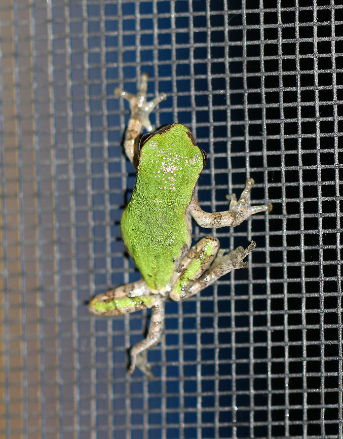 Gray/Cope's Gray Tree Frog - Hyla sp. Cope&#039;s gray tree frog (Hyla chrysoscelis) is a species of tree frog found in the United States. It is almost indistinguishable from the gray tree frog, Hyla versicolor, and shares much of its geographic range. Both species are variable in color, mottled gray to gray-green, resembling the bark of trees. These are tree frogs of woodland habitats, though they will sometimes travel into more open areas to reach a breeding pond. The only readily noticeable difference between the two species is the call &mdash; Cope&#039;s has a faster-paced and slightly higher-pitched call than H. versicolor. In addition, H. chrysoscelis is reported to be slightly smaller, more arboreal, and more tolerant of dry conditions than H. versicolor. Microscopic inspection of the chromosomes of H. chrysoscelis and H. versicolor reveals differences in chromosome number. <br />
<br />
I think this is Hyla chrysoscelis, but can&#039;t be sure. It was tiny (maybe 12 mm long) and green on its dorsal surface.<br />
<br />
Habitat: Attracted to a light at night in a rural area. I found this frog on my deck, late at night. It walked all over my hands and arms for about 10 minutes before its curiosity was satisfied. <br />
<figure class="photo"><a href="https://www.jungledragon.com/image/65831/graycopes_gray_tree_frog_-_hyla_sp.html" title="Gray/Cope&#039;s Gray Tree Frog - Hyla sp."><img src="https://s3.amazonaws.com/media.jungledragon.com/images/3232/65831_thumb.jpg?AWSAccessKeyId=05GMT0V3GWVNE7GGM1R2&Expires=1761782410&Signature=ql%2FE%2FPcpdzyLbX8vTn2q20EY5lc%3D" width="200" height="154" alt="Gray/Cope&#039;s Gray Tree Frog - Hyla sp. Cope&#039;s gray tree frog (Hyla chrysoscelis) is a species of tree frog found in the United States. It is almost indistinguishable from the gray tree frog, Hyla versicolor, and shares much of its geographic range. Both species are variable in color, mottled gray to gray-green, resembling the bark of trees. These are tree frogs of woodland habitats, though they will sometimes travel into more open areas to reach a breeding pond. The only readily noticeable difference between the two species is the call &mdash; Cope&#039;s has a faster-paced and slightly higher-pitched call than H. versicolor. In addition, H. chrysoscelis is reported to be slightly smaller, more arboreal, and more tolerant of dry conditions than H. versicolor. Microscopic inspection of the chromosomes of H. chrysoscelis and H. versicolor reveals differences in chromosome number. <br />
<br />
I think this is Hyla chrysoscelis, but can&#039;t be sure. It was tiny (maybe 12 mm long) and green on its dorsal surface.<br />
<br />
Habitat: Attracted to a light at night in a rural area. I found this frog on my deck, late at night. It walked all over my hands and arms for about 10 minutes before its curiosity was satisfied.<br />
https://www.jungledragon.com/image/65828/graycopes_gray_tree_frog_-_hyla_sp.html<br />
https://www.jungledragon.com/image/65829/graycopes_gray_tree_frog_-_hyla_sp.html<br />
https://www.jungledragon.com/image/65830/graycopes_gray_tree_frog_-_hyla_sp.html Geotagged,Summer,United States,frog,hyla,tree frog" /></a></figure><br />
<figure class="photo"><a href="https://www.jungledragon.com/image/65828/graycopes_gray_tree_frog_-_hyla_sp.html" title="Gray/Cope&#039;s Gray Tree Frog - Hyla sp."><img src="https://s3.amazonaws.com/media.jungledragon.com/images/3232/65828_thumb.jpg?AWSAccessKeyId=05GMT0V3GWVNE7GGM1R2&Expires=1761782410&Signature=TGy5vpd6ntbR8hNTFH1AiHth9RA%3D" width="200" height="150" alt="Gray/Cope&#039;s Gray Tree Frog - Hyla sp. Cope&#039;s gray tree frog (Hyla chrysoscelis) is a species of tree frog found in the United States. It is almost indistinguishable from the gray tree frog, Hyla versicolor, and shares much of its geographic range. Both species are variable in color, mottled gray to gray-green, resembling the bark of trees. These are tree frogs of woodland habitats, though they will sometimes travel into more open areas to reach a breeding pond. The only readily noticeable difference between the two species is the call &mdash; Cope&#039;s has a faster-paced and slightly higher-pitched call than H. versicolor. In addition, H. chrysoscelis is reported to be slightly smaller, more arboreal, and more tolerant of dry conditions than H. versicolor. Microscopic inspection of the chromosomes of H. chrysoscelis and H. versicolor reveals differences in chromosome number. <br />
<br />
 I think this is Hyla chrysoscelis, but can&#039;t be sure. It was tiny (maybe 12 mm long) and green on its dorsal surface.<br />
<br />
Habitat: Attracted to a light at night in a rural area. I found this frog on my deck, late at night.  It walked all over my hands and arms for about 10 minutes before its curiosity was satisfied.<br />
https://www.jungledragon.com/image/65831/graycopes_gray_tree_frog_-_hyla_sp.html<br />
https://www.jungledragon.com/image/65829/graycopes_gray_tree_frog_-_hyla_sp.html<br />
https://www.jungledragon.com/image/65830/graycopes_gray_tree_frog_-_hyla_sp.html Cope&#039;s gray tree frog,Geotagged,Hyla chrysoscelis,Summer,United States,frog,hyla,tree frog" /></a></figure><br />
<figure class="photo"><a href="https://www.jungledragon.com/image/65829/graycopes_gray_tree_frog_-_hyla_sp.html" title="Gray/Cope&#039;s Gray Tree Frog - Hyla sp."><img src="https://s3.amazonaws.com/media.jungledragon.com/images/3232/65829_thumb.jpg?AWSAccessKeyId=05GMT0V3GWVNE7GGM1R2&Expires=1761782410&Signature=fucxrhbxaB0FuzbrwlSnCzFbL4k%3D" width="200" height="134" alt="Gray/Cope&#039;s Gray Tree Frog - Hyla sp. Cope&#039;s gray tree frog (Hyla chrysoscelis) is a species of tree frog found in the United States. It is almost indistinguishable from the gray tree frog, Hyla versicolor, and shares much of its geographic range. Both species are variable in color, mottled gray to gray-green, resembling the bark of trees. These are tree frogs of woodland habitats, though they will sometimes travel into more open areas to reach a breeding pond. The only readily noticeable difference between the two species is the call &mdash; Cope&#039;s has a faster-paced and slightly higher-pitched call than H. versicolor. In addition, H. chrysoscelis is reported to be slightly smaller, more arboreal, and more tolerant of dry conditions than H. versicolor. Microscopic inspection of the chromosomes of H. chrysoscelis and H. versicolor reveals differences in chromosome number. <br />
<br />
 I think this is Hyla chrysoscelis, but can&#039;t be sure. It was tiny (maybe 12 mm long) and green on its dorsal surface.<br />
<br />
Habitat: Attracted to a light at night in a rural area. I found this frog on my deck, late at night. It walked all over my hands and arms for about 10 minutes before its curiosity was satisfied.  <br />
https://www.jungledragon.com/image/65828/graycopes_gray_tree_frog_-_hyla_sp.html<br />
https://www.jungledragon.com/image/65830/graycopes_gray_tree_frog_-_hyla_sp.html<br />
https://www.jungledragon.com/image/65831/graycopes_gray_tree_frog_-_hyla_sp.html<br />
 Cope&#039;s gray tree frog,Geotagged,Hyla chrysoscelis,Summer,United States,frog,hyla,tree frog" /></a></figure> Cope's gray tree frog,Geotagged,Hyla chrysoscelis,Summer,United States,frog,hyla,tree frog