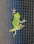 Gray/Cope's Gray Tree Frog - Hyla sp. Cope's gray tree frog (Hyla chrysoscelis) is a species of tree frog found in the United States. It is almost indistinguishable from the gray tree frog, Hyla versicolor, and shares much of its geographic range. Both species are variable in color, mottled gray to gray-green, resembling the bark of trees. These are tree frogs of woodland habitats, though they will sometimes travel into more open areas to reach a breeding pond. The only readily noticeable difference between the two species is the call — Cope's has a faster-paced and slightly higher-pitched call than H. versicolor. In addition, H. chrysoscelis is reported to be slightly smaller, more arboreal, and more tolerant of dry conditions than H. versicolor. Microscopic inspection of the chromosomes of H. chrysoscelis and H. versicolor reveals differences in chromosome number. <br />
<br />
I think this is Hyla chrysoscelis, but can't be sure. It was tiny (maybe 12 mm long) and green on its dorsal surface.<br />
<br />
Habitat: Attracted to a light at night in a rural area. I found this frog on my deck, late at night. It walked all over my hands and arms for about 10 minutes before its curiosity was satisfied. <br />
https://www.jungledragon.com/image/65831/graycopes_gray_tree_frog_-_hyla_sp.html<br />
https://www.jungledragon.com/image/65828/graycopes_gray_tree_frog_-_hyla_sp.html<br />
https://www.jungledragon.com/image/65829/graycopes_gray_tree_frog_-_hyla_sp.html Cope's gray tree frog,Geotagged,Hyla chrysoscelis,Summer,United States,frog,hyla,tree frog