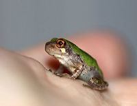 Gray/Cope's Gray Tree Frog - Hyla sp. Cope's gray tree frog (Hyla chrysoscelis) is a species of tree frog found in the United States. It is almost indistinguishable from the gray tree frog, Hyla versicolor, and shares much of its geographic range. Both species are variable in color, mottled gray to gray-green, resembling the bark of trees. These are tree frogs of woodland habitats, though they will sometimes travel into more open areas to reach a breeding pond. The only readily noticeable difference between the two species is the call — Cope's has a faster-paced and slightly higher-pitched call than H. versicolor. In addition, H. chrysoscelis is reported to be slightly smaller, more arboreal, and more tolerant of dry conditions than H. versicolor. Microscopic inspection of the chromosomes of H. chrysoscelis and H. versicolor reveals differences in chromosome number. <br />
<br />
I think this is Hyla chrysoscelis, but can't be sure. It was tiny (maybe 12 mm long) and green on its dorsal surface.<br />
<br />
Habitat: Attracted to a light at night in a rural area. I found this frog on my deck, late at night. It walked all over my hands and arms for about 10 minutes before its curiosity was satisfied.<br />
https://www.jungledragon.com/image/65828/graycopes_gray_tree_frog_-_hyla_sp.html<br />
https://www.jungledragon.com/image/65829/graycopes_gray_tree_frog_-_hyla_sp.html<br />
https://www.jungledragon.com/image/65830/graycopes_gray_tree_frog_-_hyla_sp.html Geotagged,Summer,United States,frog,hyla,tree frog