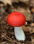 Mushroom - Russula sp. Super bright red cap that was smooth, conical, and dry. It had a slight central depression. Gills were white and close. The stipe was white. <br />
<br />
Habitat: Growing alone on the ground in a mixed forest dominated by eastern hemlock and oak.<br />
<br />
<br />
https://www.jungledragon.com/image/65833/the_vomiting_russula_-_russula_emetica.html Geotagged,Russula,Summer,United States,red,russula