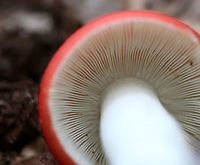 Mushroom - Russula sp. Super bright red cap that was smooth, conical, and dry. It had a slight central depression. Gills were white and close. The stipe was white. <br />
<br />
Habitat: Growing alone on the ground in a mixed forest, in an area dominated by pine, eastern hemlock, and oak.<br />
<br />
<br />
https://www.jungledragon.com/image/65832/the_vomiting_russula_-_russula_emetica.html Geotagged,Russula,Summer,TheUnited States,fungus,mushroom,red