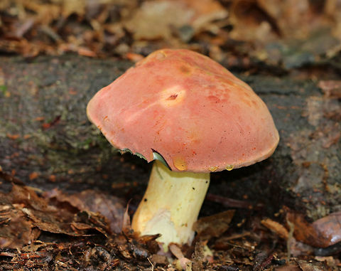 Lanmaoa carminipes Soft, light red/pink cap with yellow drops of liquid. The pores were yellow, tight, and bruised blue. The stipe was pinkish yellow with white mycelium. 

Habitat: Spotted growing on the ground in a mostly deciduous forest. Geotagged,Lanmaoa,Lanmaoa carminipes,Summer,United States,fungus,mushroom