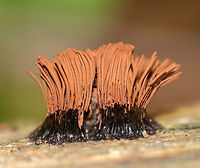 Tree Hair - Stemonitis splendens Tall, brown sporangia on thin stalks, which were growing in dense clusters on rotting wood. Each tuft was about 15 mm tall.<br />
<br />
Habitat: Growing on a rotting log in a deciduous forest.<br />
https://www.jungledragon.com/image/65837/tree_hair_-_stemonitis_splendens.html Chocolate tube slime mold,Geotagged,Stemonitis splendens,Summer,Tree Hair,United States,chocolate slime mold,slime mold,stemonitis