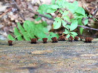 Tree Hair - Stemonitis splendens Tall, brown sporangia on thin stalks, which were growing in dense clusters on rotting wood. Each tuft was about 15 mm tall.<br />
<br />
Habitat: Growing on a rotting log in a deciduous forest.<br />
<br />
https://www.jungledragon.com/image/65836/tree_hair_-_stemonitis_splendens.html Chocolate tube slime mold,Geotagged,Stemonitis splendens,Summer,United States,slime mold,stemonitis,tree hair