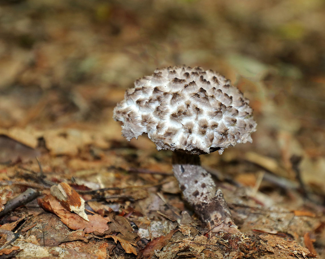 Old Man of the Woods - Strobilomyces sp. This mushroom had tall, erect, brownish gray scales on the cap. The pores were spongy and brown. Stipe was shaggy brown/white. <br />
<br />
Habitat: Growing under oak (Quercus sp.) in a mixed forest. Geotagged,Strobilomyces,Summer,United States,fungus,mushroom,old man of the woods