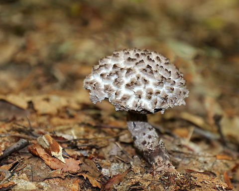 Old Man of the Woods - Strobilomyces sp. This mushroom had tall, erect, brownish gray scales on the cap. The pores were spongy and brown. Stipe was shaggy brown/white. 

Habitat: Growing under oak (Quercus sp.) in a mixed forest. Geotagged,Strobilomyces,Summer,United States,fungus,mushroom,old man of the woods