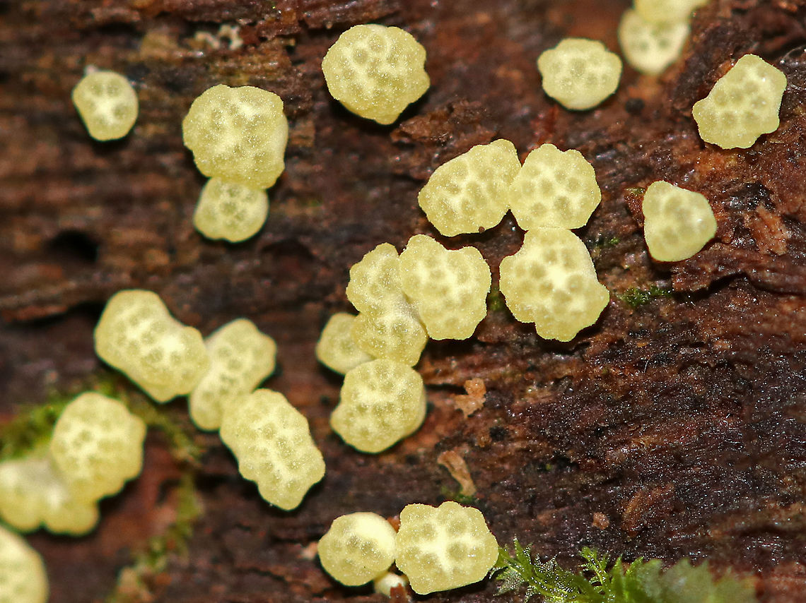 Trichoderma strictipile These little, yellow &quot;blobs&quot; were tiny! They were ~1-2 mm each. The fruiting bodies were powdery, asymmetric, and globose. The kind of resembled tapioca.<br />
<br />
Habitat: Growing on rotten wood in a mixed forest dominated by pine, hemlock, oak, and birch.<br />
<figure class="photo"><a href="https://www.jungledragon.com/image/65856/trichoderma_strictipile.html" title="Trichoderma strictipile"><img src="https://s3.amazonaws.com/media.jungledragon.com/images/3232/65856_thumb.jpg?AWSAccessKeyId=05GMT0V3GWVNE7GGM1R2&Expires=1759968010&Signature=MEjBKQgdSsu7S8Tftp%2B7TRq%2BRek%3D" width="200" height="166" alt="Trichoderma strictipile These little, yellow &quot;blobs&quot; were tiny! They were ~1-2 mm each. The fruiting bodies were powdery, asymmetric, and globose. The kind of resembled tapioca.<br />
<br />
 Habitat: Growing on rotten wood in a mixed forest dominated by pine, hemlock, oak, and birch.<br />
https://www.jungledragon.com/image/65855/trichoderma_strictipile.html Geotagged,Summer,Trichoderma,Trichoderma strictipile,United States,fungus,hypocrea" /></a></figure> Geotagged,Summer,Trichoderma,Trichoderma strictipile,United States,fungus,hypocrea