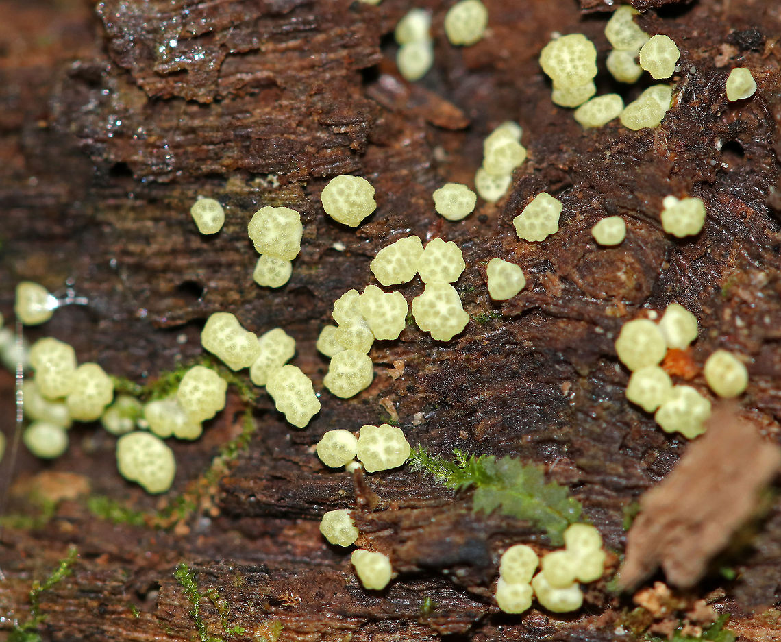 Trichoderma strictipile These little, yellow "blobs" were tiny! They were ~1-2 mm each. The fruiting bodies were powdery, asymmetric, and globose. The kind of resembled tapioca.<br />
<br />
Habitat: Growing on rotten wood in a mixed forest dominated by pine, hemlock, oak, and birch.<br />
<figure class="photo"><a href="https://www.jungledragon.com/image/65855/trichoderma_strictipile.html" title="Trichoderma strictipile"><img src="https://s3.amazonaws.com/media.jungledragon.com/images/3232/65855_thumb.jpg?AWSAccessKeyId=05GMT0V3GWVNE7GGM1R2&Expires=1759968010&Signature=zxFchLNL%2FWGnAPzF645AvwFKEgg%3D" width="200" height="150" alt="Trichoderma strictipile These little, yellow "blobs" were tiny! They were ~1-2 mm each. The fruiting bodies were powdery, asymmetric, and globose. The kind of resembled tapioca.<br />
<br />
Habitat: Growing on rotten wood in a mixed forest dominated by pine, hemlock, oak, and birch.<br />
https://www.jungledragon.com/image/65856/trichoderma_strictipile.html Geotagged,Summer,Trichoderma,Trichoderma strictipile,United States,fungus,hypocrea" /></a></figure> Geotagged,Summer,Trichoderma,Trichoderma strictipile,United States,fungus,hypocrea