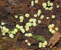 Trichoderma strictipile These little, yellow "blobs" were tiny! They were ~1-2 mm each. The fruiting bodies were powdery, asymmetric, and globose. The kind of resembled tapioca.<br />
<br />
 Habitat: Growing on rotten wood in a mixed forest dominated by pine, hemlock, oak, and birch.<br />
https://www.jungledragon.com/image/65855/trichoderma_strictipile.html Geotagged,Summer,Trichoderma,Trichoderma strictipile,United States,fungus,hypocrea