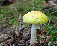 American Yellow Fly Agaric - Amanita muscaria var. guessowii I have wanted to find this species for a long time!<br />
<br />
The cap was broadly convex, bald, yellow, had a slightly lined margin, and was adorned with numerous whitish, cottony warts.  The gills were white and crowded. The stipe was white, shaggy, and had a fragile, skirtlike ring. The stipe ended with a basal bulb that had rings of volval material. <br />
<br />
Habitat: Growing on the edge of a pond among moss and ferns in a mixed forest.<br />
https://www.jungledragon.com/image/65859/american_yellow_fly_agaric_-_amanita_muscaria_var._guessowii.html<br />
https://www.jungledragon.com/image/65858/american_yellow_fly_agaric_-_amanita_muscaria_var._guessowii.html Amanita muscaria var. guessowii,American yellow fly agaric,Geotagged,Summer,United States,fly agaric,fungus,mushroom,yellow,yellow fly agaric,yellow mushroom