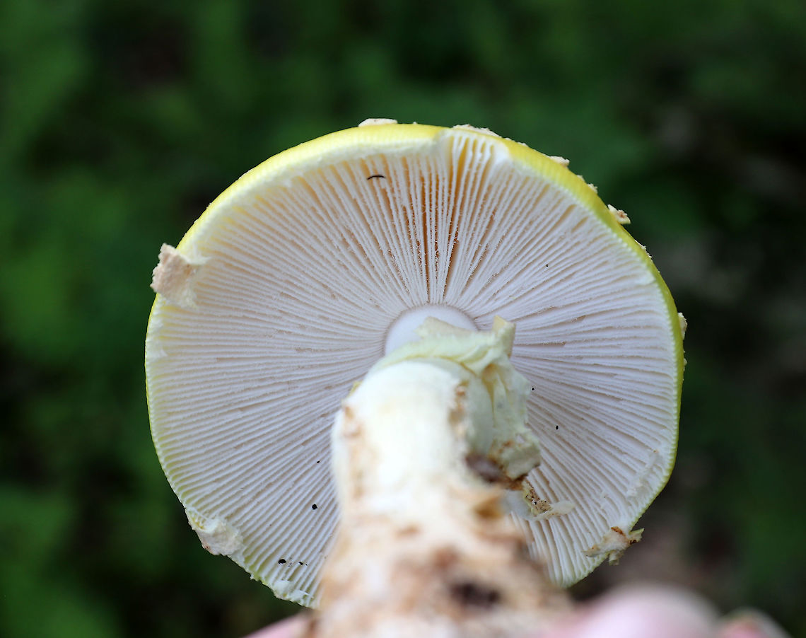 American Yellow Fly Agaric - Amanita muscaria var. guessowii I have wanted to find this species for a long time!<br />
<br />
The cap was broadly convex, bald, yellow, had a slightly lined margin, and was adorned with numerous whitish, cottony warts. The gills were white and crowded. The stipe was white, shaggy, and had a fragile, skirtlike ring. The stipe ended with a basal bulb that had rings of volval material. <br />
<br />
Habitat: Growing on the edge of a pond among moss and ferns in a mixed forest.<br />
<figure class="photo"><a href="https://www.jungledragon.com/image/65857/american_yellow_fly_agaric_-_amanita_muscaria_var._guessowii.html" title="American Yellow Fly Agaric - Amanita muscaria var. guessowii"><img src="https://s3.amazonaws.com/media.jungledragon.com/images/3232/65857_thumb.jpg?AWSAccessKeyId=05GMT0V3GWVNE7GGM1R2&Expires=1767225610&Signature=KdidMPkDXnchqgGnxzBkNgZ0x2M%3D" width="200" height="164" alt="American Yellow Fly Agaric - Amanita muscaria var. guessowii I have wanted to find this species for a long time!<br />
<br />
The cap was broadly convex, bald, yellow, had a slightly lined margin, and was adorned with numerous whitish, cottony warts.  The gills were white and crowded. The stipe was white, shaggy, and had a fragile, skirtlike ring. The stipe ended with a basal bulb that had rings of volval material. <br />
<br />
Habitat: Growing on the edge of a pond among moss and ferns in a mixed forest.<br />
https://www.jungledragon.com/image/65859/american_yellow_fly_agaric_-_amanita_muscaria_var._guessowii.html<br />
https://www.jungledragon.com/image/65858/american_yellow_fly_agaric_-_amanita_muscaria_var._guessowii.html Amanita muscaria var. guessowii,American yellow fly agaric,Geotagged,Summer,United States,fly agaric,fungus,mushroom,yellow,yellow fly agaric,yellow mushroom" /></a></figure><br />
<figure class="photo"><a href="https://www.jungledragon.com/image/65859/american_yellow_fly_agaric_-_amanita_muscaria_var._guessowii.html" title="American Yellow Fly Agaric - Amanita muscaria var. guessowii"><img src="https://s3.amazonaws.com/media.jungledragon.com/images/3232/65859_thumb.jpg?AWSAccessKeyId=05GMT0V3GWVNE7GGM1R2&Expires=1767225610&Signature=vvS32J7UOMJvAwKQmo3uepraQ0I%3D" width="200" height="158" alt="American Yellow Fly Agaric - Amanita muscaria var. guessowii I have wanted to find this species for a long time!<br />
<br />
The cap was broadly convex, bald, yellow, had a slightly lined margin, and was adorned with numerous whitish, cottony warts. The gills were white and crowded. The stipe was white, shaggy, and had a fragile, skirtlike ring. The stipe ended with a basal bulb that had rings of volval material. <br />
<br />
Habitat: Growing on the edge of a pond among moss and ferns in a mixed forest.<br />
https://www.jungledragon.com/image/65857/american_yellow_fly_agaric_-_amanita_muscaria_var._guessowii.html<br />
https://www.jungledragon.com/image/65858/american_yellow_fly_agaric_-_amanita_muscaria_var._guessowii.html Amanita muscaria var. guessowii,Geotagged,Summer,United States,american yellow fly agaric,fly agaric,fungus,mushroom" /></a></figure> Amanita muscaria var. guessowii,Geotagged,Summer,United States,american yellow fly agaric,fly agaric,fungus,mushroom,yellow