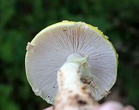 American Yellow Fly Agaric - Amanita muscaria var. guessowii I have wanted to find this species for a long time!<br />
<br />
The cap was broadly convex, bald, yellow, had a slightly lined margin, and was adorned with numerous whitish, cottony warts. The gills were white and crowded. The stipe was white, shaggy, and had a fragile, skirtlike ring. The stipe ended with a basal bulb that had rings of volval material. <br />
<br />
Habitat: Growing on the edge of a pond among moss and ferns in a mixed forest.<br />
https://www.jungledragon.com/image/65857/american_yellow_fly_agaric_-_amanita_muscaria_var._guessowii.html<br />
https://www.jungledragon.com/image/65859/american_yellow_fly_agaric_-_amanita_muscaria_var._guessowii.html Amanita muscaria var. guessowii,Geotagged,Summer,United States,american yellow fly agaric,fly agaric,fungus,mushroom,yellow