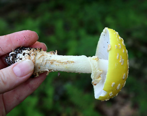 American Yellow Fly Agaric - Amanita muscaria var. guessowii I have wanted to find this species for a long time!

The cap was broadly convex, bald, yellow, had a slightly lined margin, and was adorned with numerous whitish, cottony warts. The gills were white and crowded. The stipe was white, shaggy, and had a fragile, skirtlike ring. The stipe ended with a basal bulb that had rings of volval material. 

Habitat: Growing on the edge of a pond among moss and ferns in a mixed forest.
https://www.jungledragon.com/image/65857/american_yellow_fly_agaric_-_amanita_muscaria_var._guessowii.html
https://www.jungledragon.com/image/65858/american_yellow_fly_agaric_-_amanita_muscaria_var._guessowii.html Amanita muscaria var. guessowii,Geotagged,Summer,United States,american yellow fly agaric,fly agaric,fungus,mushroom