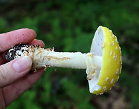 American Yellow Fly Agaric - Amanita muscaria var. guessowii I have wanted to find this species for a long time!<br />
<br />
The cap was broadly convex, bald, yellow, had a slightly lined margin, and was adorned with numerous whitish, cottony warts. The gills were white and crowded. The stipe was white, shaggy, and had a fragile, skirtlike ring. The stipe ended with a basal bulb that had rings of volval material. <br />
<br />
Habitat: Growing on the edge of a pond among moss and ferns in a mixed forest.<br />
https://www.jungledragon.com/image/65857/american_yellow_fly_agaric_-_amanita_muscaria_var._guessowii.html<br />
https://www.jungledragon.com/image/65858/american_yellow_fly_agaric_-_amanita_muscaria_var._guessowii.html Amanita muscaria var. guessowii,Geotagged,Summer,United States,american yellow fly agaric,fly agaric,fungus,mushroom