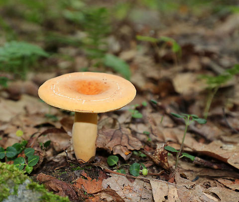 Weeping Milkcap - Lactifluus volemus Soft, dry, orange cap with a central depression. Attached, cream-colored gills that leaked white milk. The stipe was pale orange.

Habitat: Growing on the ground in a mixed forest, but in an area dominated by oak.

*This mushroom is edible, but smells horrible.
https://www.jungledragon.com/image/65869/weeping_milkcap_-_lactifluus_volemus.html Geotagged,Lactifluus volemus,Summer,United States,fungus,lactarius,lactifluus,milkcap,mushroom,weeping milkcap