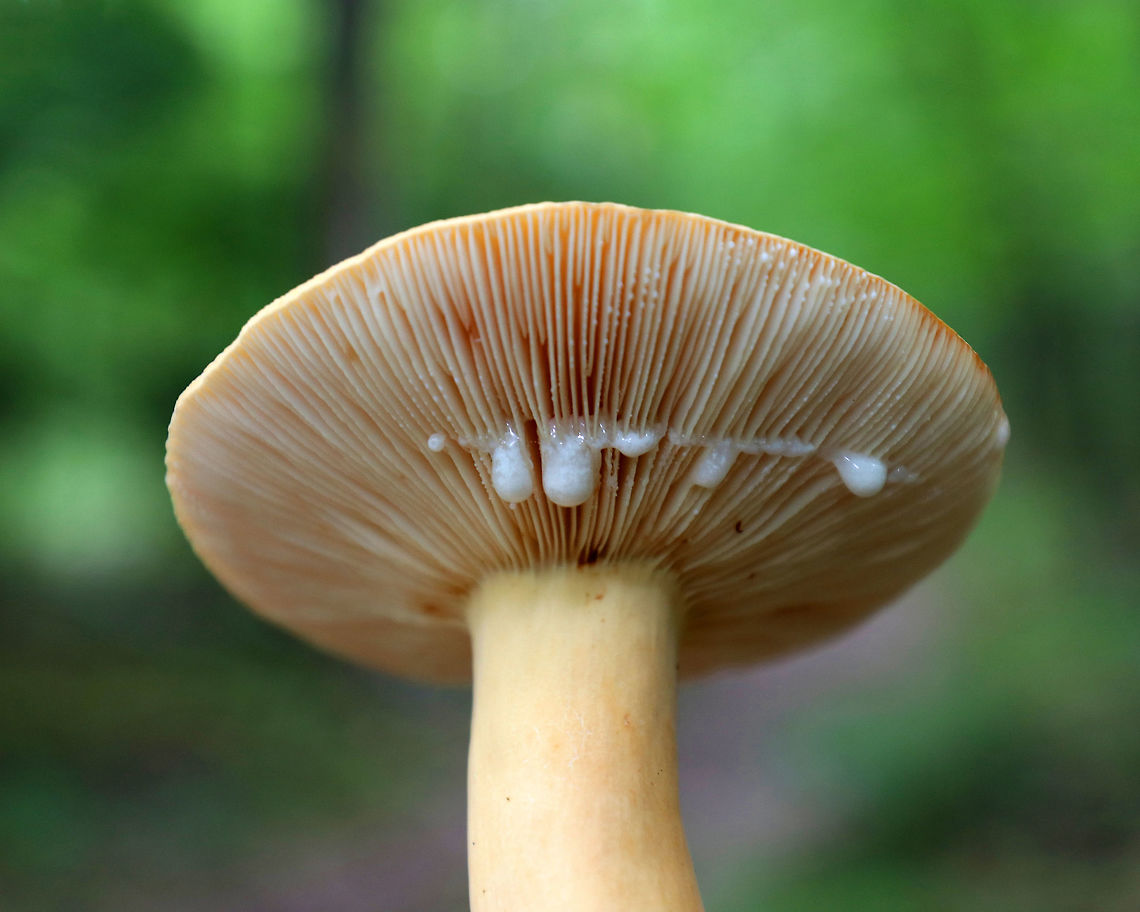 Weeping Milkcap - Lactifluus volemus <br />
Soft, dry, orange cap with a central depression. Attached, cream-colored gills that leaked white milk. The stipe was pale orange.<br />
<br />
Habitat: Growing on the ground in a mixed forest, but in an area dominated by oak.<br />
<br />
*This mushroom is edible, but smells horrible.<br />
<figure class="photo"><a href="https://www.jungledragon.com/image/65868/weeping_milkcap_-_lactifluus_volemus.html" title="Weeping Milkcap - Lactifluus volemus"><img src="https://s3.amazonaws.com/media.jungledragon.com/images/3232/65868_thumb.jpg?AWSAccessKeyId=05GMT0V3GWVNE7GGM1R2&Expires=1767225610&Signature=u0WZEWDT4Os7uMcmjJ0J9JVFryg%3D" width="200" height="170" alt="Weeping Milkcap - Lactifluus volemus Soft, dry, orange cap with a central depression. Attached, cream-colored gills that leaked white milk. The stipe was pale orange.<br />
<br />
Habitat: Growing on the ground in a mixed forest, but in an area dominated by oak.<br />
<br />
*This mushroom is edible, but smells horrible.<br />
https://www.jungledragon.com/image/65869/weeping_milkcap_-_lactifluus_volemus.html Geotagged,Lactifluus volemus,Summer,United States,fungus,lactarius,lactifluus,milkcap,mushroom,weeping milkcap" /></a></figure> Geotagged,Lactifluus volemus,Summer,United States,Weeping Milkcap,fungus,lactarius,lactifluus,milkcap,mushroom