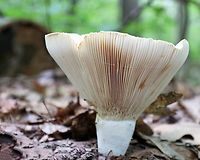 Stubby brittlegill - Russula brevipes It was 8-9 cm tall. The cap was infundibuliform and white with some cream/light tan patches.The gills were white/cream, crowded, and slightly decurrent. The stipe was short, stubby, and white.<br />
<br />
Habitat: Growing on the ground in a mixed forest, but in an area dominated by oak.<br />
https://www.jungledragon.com/image/65889/unknown_mushroom.html Geotagged,Russula brevipes,Stubby brittlegill,Summer,United States,fungus,mushroom