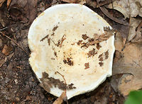 Stubby brittlegill - Russula brevipes <br />
<br />
It was 8-9 cm tall. The cap was infundibuliform and white with some cream/light tan patches.The gills were white/cream, crowded, and slightly decurrent. The stipe was short, stubby, and white.<br />
<br />
Habitat: Growing on the ground in a mixed forest, but in an area dominated by oak.<br />
https://www.jungledragon.com/image/65888/unknown_mushroom.html Geotagged,Russula brevipes,Stubby brittlegill,Summer,United States,fungus,mushroom