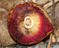 Acorn Plum Wasp Gall - Amphibolips quercusjuglans This gall had dense, red flesh. It had a small cell in the center, which appeared to have several larvae in it. I always thought these galls had a single larva in the center cell, so am not sure why there appears to be many in this one, unless it was parasitized? The gall did have a crack in it, which is how I was able to pry it open. The outside of the gall was brown and dark red.<br />
<br />
Habitat: Spotted on the ground (detached) in a mixed forest, but in an area dominated by oak.<br />
https://www.jungledragon.com/image/65891/acorn_plum_wasp_gall_-_amphibolips_quercusjuglans.html Acorn Plum Gall Wasp,Amphibolips quercusjuglans,Geotagged,Summer,United States,acorn plum gall,acorn plum wasp gall,amphibolips,gall