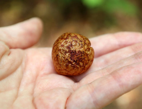 Acorn Plum Wasp Gall - Amphibolips quercusjuglans 
This gall had dense, red flesh. It had a small cell in the center, which appeared to have several larvae in it. I always thought these galls had a single larva in the center cell, so am not sure why there appears to be many in this one, unless it was parasitized? The gall did have a crack in it, which is how I was able to pry it open. The outside of the gall was brown and dark red.

Habitat: Spotted on the ground (detached) in a mixed forest, but in an area dominated by oak.
https://www.jungledragon.com/image/65890/acorn_plum_wasp_gall_-_amphibolips_quercusjuglans.html Acorn Plum Gall Wasp,Acorn Plum Wasp Gall,Amphibolips,Amphibolips quercusjuglans,Geotagged,Summer,United States,gall