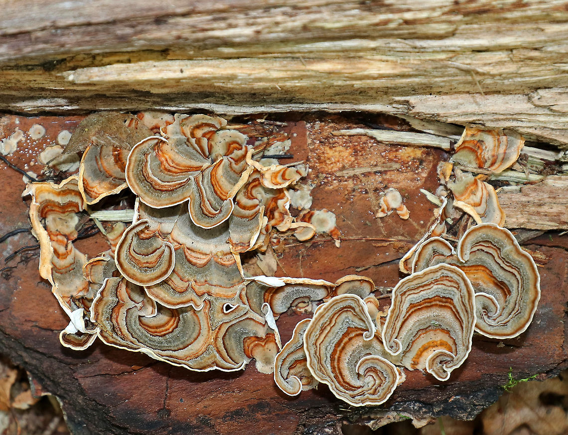 Turkey Tail - Trametes versicolor Turkey Tail gets its name from the fact that it sort of resembles a turkey's tail. The caps were bracket-shaped, thin, velvety, and had concentric zones of brown, white, and green. The pores were whtie. <br />
<br />
Habitat: Growing on a rotting log in a mixed forest.<br />
<figure class="photo"><a href="https://www.jungledragon.com/image/65897/turkey_tail_-_trametes_versicolor.html" title="Turkey Tail - Trametes versicolor"><img src="https://s3.amazonaws.com/media.jungledragon.com/images/3232/65897_thumb.jpg?AWSAccessKeyId=05GMT0V3GWVNE7GGM1R2&Expires=1770854410&Signature=gJSyGG%2Fq51Da2ixaQTonAV3ZenA%3D" width="200" height="172" alt="Turkey Tail - Trametes versicolor Turkey Tail gets its name from the fact that it sort of resembles a turkey's tail. The caps were bracket-shaped, thin, velvety, and had concentric zones of brown, white, and green. The pores were whtie. <br />
<br />
Habitat: Growing on a rotting log in a mixed forest.<br />
'https://www.jungledragon.com/image/65898/turkey_tail_-_trametes_versicolor.html<br />
https://www.jungledragon.com/image/65896/turkey_tail_-_trametes_versicolor.html Geotagged,Summer,Trametes versicolor,United States,fungus,mushroom,trametes,turkey tail" /></a></figure><br />
<figure class="photo"><a href="https://www.jungledragon.com/image/65898/turkey_tail_-_trametes_versicolor.html" title="Turkey Tail - Trametes versicolor"><img src="https://s3.amazonaws.com/media.jungledragon.com/images/3232/65898_thumb.jpg?AWSAccessKeyId=05GMT0V3GWVNE7GGM1R2&Expires=1770854410&Signature=cM4Koub4dvZBywI5pZDNOk%2BaIlc%3D" width="200" height="148" alt="Turkey Tail - Trametes versicolor Turkey Tail gets its name from the fact that it sort of resembles a turkey's tail. The caps were bracket-shaped, thin, velvety, and had concentric zones of brown, white, and green. The pores were whtie. <br />
<br />
Habitat: Growing on a rotting log in a mixed forest.<br />
https://www.jungledragon.com/image/65896/turkey_tail_-_trametes_versicolor.html<br />
https://www.jungledragon.com/image/65897/turkey_tail_-_trametes_versicolor.html Geotagged,Summer,Trametes versicolor,United States,fungus,mushroom,turkey tail" /></a></figure> Geotagged,Summer,Trametes versicolor,United States,fungus,mushroom,trametes,turkey tail
