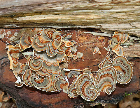Turkey Tail - Trametes versicolor Turkey Tail gets its name from the fact that it sort of resembles a turkey's tail. The caps were bracket-shaped, thin, velvety, and had concentric zones of brown, white, and green. The pores were whtie. 

Habitat: Growing on a rotting log in a mixed forest.
https://www.jungledragon.com/image/65897/turkey_tail_-_trametes_versicolor.html
https://www.jungledragon.com/image/65898/turkey_tail_-_trametes_versicolor.html Geotagged,Summer,Trametes versicolor,United States,fungus,mushroom,trametes,turkey tail