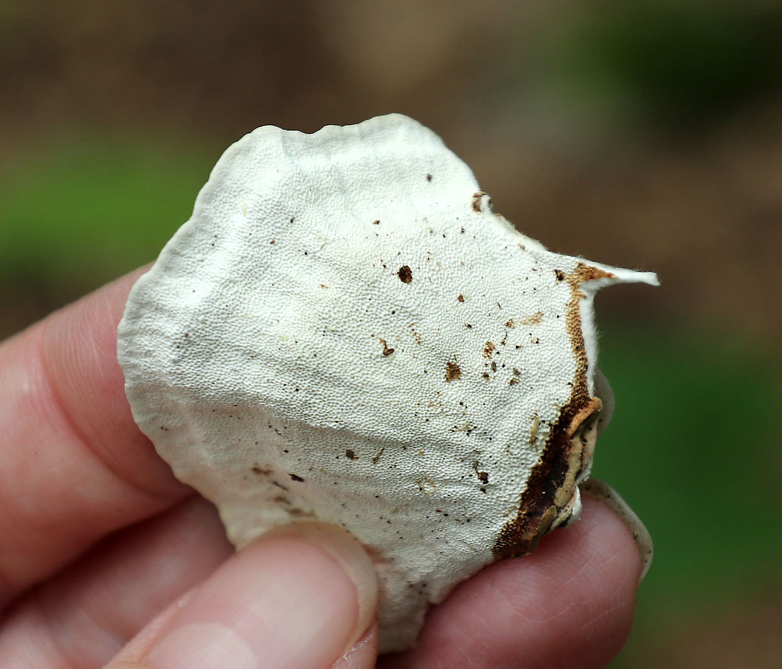 Turkey Tail - Trametes versicolor Turkey Tail gets its name from the fact that it sort of resembles a turkey's tail. The caps were bracket-shaped, thin, velvety, and had concentric zones of brown, white, and green. The pores were whtie. <br />
<br />
Habitat: Growing on a rotting log in a mixed forest.<br />
'<figure class="photo"><a href="https://www.jungledragon.com/image/65898/turkey_tail_-_trametes_versicolor.html" title="Turkey Tail - Trametes versicolor"><img src="https://s3.amazonaws.com/media.jungledragon.com/images/3232/65898_thumb.jpg?AWSAccessKeyId=05GMT0V3GWVNE7GGM1R2&Expires=1770854410&Signature=cM4Koub4dvZBywI5pZDNOk%2BaIlc%3D" width="200" height="148" alt="Turkey Tail - Trametes versicolor Turkey Tail gets its name from the fact that it sort of resembles a turkey's tail. The caps were bracket-shaped, thin, velvety, and had concentric zones of brown, white, and green. The pores were whtie. <br />
<br />
Habitat: Growing on a rotting log in a mixed forest.<br />
https://www.jungledragon.com/image/65896/turkey_tail_-_trametes_versicolor.html<br />
https://www.jungledragon.com/image/65897/turkey_tail_-_trametes_versicolor.html Geotagged,Summer,Trametes versicolor,United States,fungus,mushroom,turkey tail" /></a></figure><br />
<figure class="photo"><a href="https://www.jungledragon.com/image/65896/turkey_tail_-_trametes_versicolor.html" title="Turkey Tail - Trametes versicolor"><img src="https://s3.amazonaws.com/media.jungledragon.com/images/3232/65896_thumb.jpg?AWSAccessKeyId=05GMT0V3GWVNE7GGM1R2&Expires=1770854410&Signature=wiT8gpmS0JA7tH1Jg52hiTXJGOA%3D" width="200" height="154" alt="Turkey Tail - Trametes versicolor Turkey Tail gets its name from the fact that it sort of resembles a turkey's tail. The caps were bracket-shaped, thin, velvety, and had concentric zones of brown, white, and green. The pores were whtie. <br />
<br />
Habitat: Growing on a rotting log in a mixed forest.<br />
https://www.jungledragon.com/image/65897/turkey_tail_-_trametes_versicolor.html<br />
https://www.jungledragon.com/image/65898/turkey_tail_-_trametes_versicolor.html Geotagged,Summer,Trametes versicolor,United States,fungus,mushroom,trametes,turkey tail" /></a></figure> Geotagged,Summer,Trametes versicolor,United States,fungus,mushroom,trametes,turkey tail