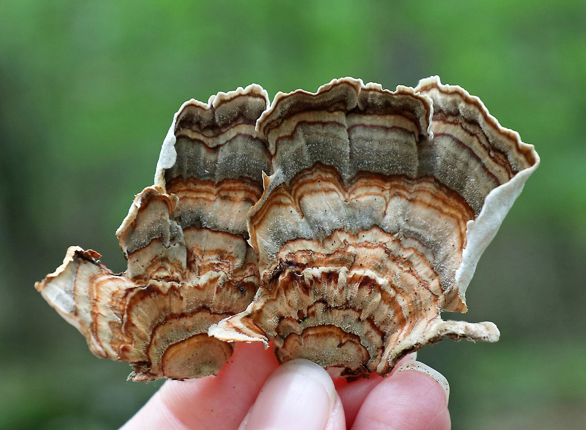 Turkey Tail - Trametes versicolor Turkey Tail gets its name from the fact that it sort of resembles a turkey&#039;s tail. The caps were bracket-shaped, thin, velvety, and had concentric zones of brown, white, and green. The pores were whtie. <br />
<br />
Habitat: Growing on a rotting log in a mixed forest.<br />
<figure class="photo"><a href="https://www.jungledragon.com/image/65896/turkey_tail_-_trametes_versicolor.html" title="Turkey Tail - Trametes versicolor"><img src="https://s3.amazonaws.com/media.jungledragon.com/images/3232/65896_thumb.jpg?AWSAccessKeyId=05GMT0V3GWVNE7GGM1R2&Expires=1759968010&Signature=E3Heb%2F5pr5mKtBlOkKPFsxQCVx0%3D" width="200" height="154" alt="Turkey Tail - Trametes versicolor Turkey Tail gets its name from the fact that it sort of resembles a turkey&#039;s tail. The caps were bracket-shaped, thin, velvety, and had concentric zones of brown, white, and green. The pores were whtie. <br />
<br />
Habitat: Growing on a rotting log in a mixed forest.<br />
https://www.jungledragon.com/image/65897/turkey_tail_-_trametes_versicolor.html<br />
https://www.jungledragon.com/image/65898/turkey_tail_-_trametes_versicolor.html Geotagged,Summer,Trametes versicolor,United States,fungus,mushroom,trametes,turkey tail" /></a></figure><br />
<figure class="photo"><a href="https://www.jungledragon.com/image/65897/turkey_tail_-_trametes_versicolor.html" title="Turkey Tail - Trametes versicolor"><img src="https://s3.amazonaws.com/media.jungledragon.com/images/3232/65897_thumb.jpg?AWSAccessKeyId=05GMT0V3GWVNE7GGM1R2&Expires=1759968010&Signature=Rzhfq60NMH6h4tIs3ZMw%2B89oLs8%3D" width="200" height="172" alt="Turkey Tail - Trametes versicolor Turkey Tail gets its name from the fact that it sort of resembles a turkey&#039;s tail. The caps were bracket-shaped, thin, velvety, and had concentric zones of brown, white, and green. The pores were whtie. <br />
<br />
Habitat: Growing on a rotting log in a mixed forest.<br />
&#039;https://www.jungledragon.com/image/65898/turkey_tail_-_trametes_versicolor.html<br />
https://www.jungledragon.com/image/65896/turkey_tail_-_trametes_versicolor.html Geotagged,Summer,Trametes versicolor,United States,fungus,mushroom,trametes,turkey tail" /></a></figure> Geotagged,Summer,Trametes versicolor,United States,fungus,mushroom,turkey tail