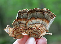 Turkey Tail - Trametes versicolor Turkey Tail gets its name from the fact that it sort of resembles a turkey's tail. The caps were bracket-shaped, thin, velvety, and had concentric zones of brown, white, and green. The pores were whtie. <br />
<br />
Habitat: Growing on a rotting log in a mixed forest.<br />
https://www.jungledragon.com/image/65896/turkey_tail_-_trametes_versicolor.html<br />
https://www.jungledragon.com/image/65897/turkey_tail_-_trametes_versicolor.html Geotagged,Summer,Trametes versicolor,United States,fungus,mushroom,turkey tail