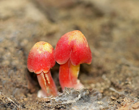 Waxy Caps - Hygrocybe sp. These mushrooms were small: 2-3 cm tall. Caps were conical and red with yellow centers. They were slightly fuzzy with what looked like white hairs. Stipes were similar to the cap in color. The gills were yellow and widely spaced.

Habitat:  They were growing on the ground in a mixed forest, but in an area with lots of oak. Geotagged,Summer,United States,fungus,hygrocybe,mushroom,red mushroom,waxy caps