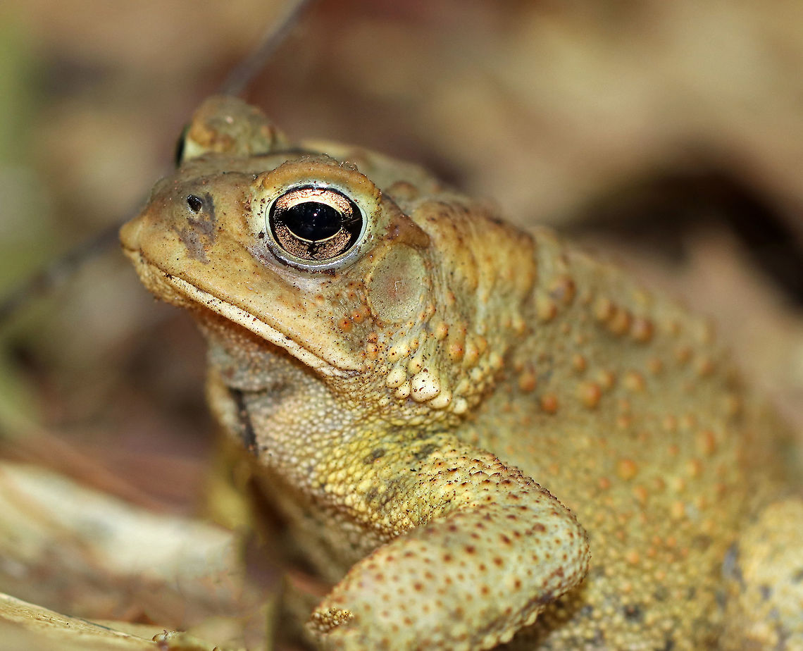American toad - Anaxyrus americanus This toad had interesting coloring - kind of like an old bruise that was fading to green and yellow. It was about 7 cm long. <br />
<br />
The coloring and pattern is variable in this species. Their skin color can change depending on habitat, humidity, stress, and temperature. Its parotoid glands were the same color as the surrounding skin. <br />
<br />
Habitat: Spotted in a mostly coniferous forest along the coast.<br />
<figure class="photo"><a href="https://www.jungledragon.com/image/66088/american_toad_-_anaxyrus_americanus.html" title="American toad - Anaxyrus americanus"><img src="https://s3.amazonaws.com/media.jungledragon.com/images/3232/66088_thumb.jpg?AWSAccessKeyId=05GMT0V3GWVNE7GGM1R2&Expires=1770854410&Signature=bgq9IAHVSbok7PRY5S%2F8YS%2Fcze0%3D" width="200" height="172" alt="American toad - Anaxyrus americanus This toad had interesting coloring - kind of like an old bruise that was fading to green and yellow. It was about 7 cm long.  It had a small twig stuck to the right side of its head ;P<br />
<br />
The coloring and pattern is variable in this species. Their skin color can change depending on habitat, humidity, stress, and temperature. Its parotoid glands were the same color as the surrounding skin. <br />
<br />
Habitat: Spotted in a mostly coniferous forest along the coast.<br />
https://www.jungledragon.com/image/66086/american_toad_-_anaxyrus_americanus.html American toad,Anaxyrus americanus,Geotagged,Summer,United States,anaxyrus,toad" /></a></figure> American toad,Anaxyrus americanus,Geotagged,Summer,United States,anaxyrus,eastern American toad,toad