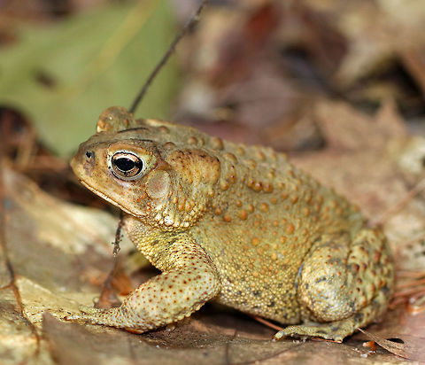 American toad - Anaxyrus americanus This toad had interesting coloring - kind of like an old bruise that was fading to green and yellow. It was about 7 cm long.  It had a small twig stuck to the right side of its head ;P

The coloring and pattern is variable in this species. Their skin color can change depending on habitat, humidity, stress, and temperature. Its parotoid glands were the same color as the surrounding skin. 

Habitat: Spotted in a mostly coniferous forest along the coast.
https://www.jungledragon.com/image/66086/american_toad_-_anaxyrus_americanus.html American toad,Anaxyrus americanus,Geotagged,Summer,United States,anaxyrus,toad
