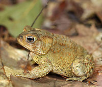 American toad - Anaxyrus americanus This toad had interesting coloring - kind of like an old bruise that was fading to green and yellow. It was about 7 cm long.  It had a small twig stuck to the right side of its head ;P<br />
<br />
The coloring and pattern is variable in this species. Their skin color can change depending on habitat, humidity, stress, and temperature. Its parotoid glands were the same color as the surrounding skin. <br />
<br />
Habitat: Spotted in a mostly coniferous forest along the coast.<br />
https://www.jungledragon.com/image/66086/american_toad_-_anaxyrus_americanus.html American toad,Anaxyrus americanus,Geotagged,Summer,United States,anaxyrus,toad