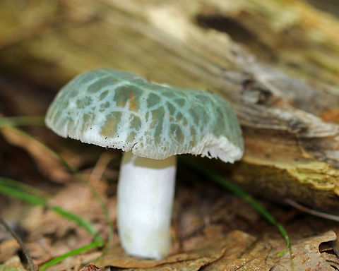 Cracked Quilt Russula - Russula parvovirescens Broadly convex/ flat cap with a shallow depression. It was dry, velvety, and had a cracked surface with large crustose patches. The color was  blue-green and the margin lined. Gills and stipe were white.

Habitat: Growing on the ground in a mixed forest with lots of oak and pine. Geotagged,Green-cracking russula,Russula parvovirescens,Summer,United States,cracked quilt russula,fungus,green brittlegill,mushroom,quilted green russula,russula