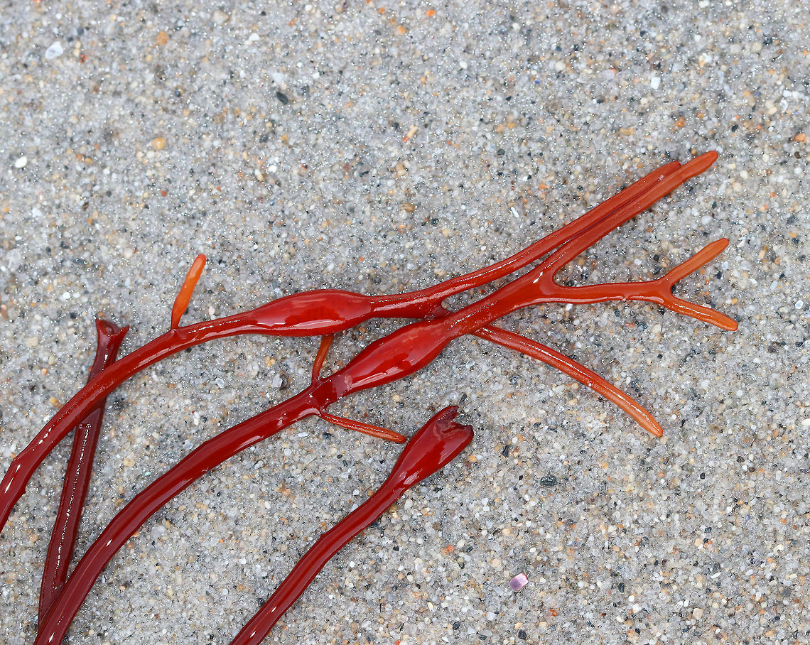 Unknown Seaweed I have no idea what this is! Maybe a weird, red Ascophyllum nodosum? Or, Nemalion helminthoides? Or, Sarcodiotheca gaudichaudii?<br />
<br />
It was bright red with some orange new growth. Also, it had red bladders on the main stems, which were reddish brown.<br />
<br />
Habitat: On a beach in the lower intertidal zone.<br />
<figure class="photo"><a href="https://www.jungledragon.com/image/66092/unknown_seaweed.html" title="Unknown Seaweed"><img src="https://s3.amazonaws.com/media.jungledragon.com/images/3232/66092_thumb.jpg?AWSAccessKeyId=05GMT0V3GWVNE7GGM1R2&Expires=1759968010&Signature=OQmhyXP1pO%2FFY%2FblGUS2e3F2d5M%3D" width="122" height="152" alt="Unknown Seaweed I have no idea what this is! Maybe a weird, red Ascophyllum nodosum? Or, Nemalion helminthoides? Or, Sarcodiotheca gaudichaudii?<br />
<br />
It was bright red with some orange new growth. Also, it had red bladders on the main stems, which were reddish brown.<br />
<br />
Habitat: On a beach in the lower intertidal zone.<br />
https://www.jungledragon.com/image/66090/unknown_seaweed.html Geotagged,Summer,United States,algae,intertidal zone,red,red algae,seaweed" /></a></figure> Geotagged,Summer,United States,algae,red,red algae,red seaweed,seaweed