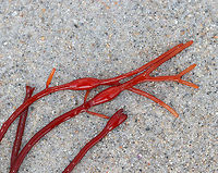 Unknown Seaweed I have no idea what this is! Maybe a weird, red Ascophyllum nodosum? Or, Nemalion helminthoides? Or, Sarcodiotheca gaudichaudii?<br />
<br />
It was bright red with some orange new growth. Also, it had red bladders on the main stems, which were reddish brown.<br />
<br />
Habitat: On a beach in the lower intertidal zone.<br />
https://www.jungledragon.com/image/66092/unknown_seaweed.html Geotagged,Summer,United States,algae,red,red algae,red seaweed,seaweed
