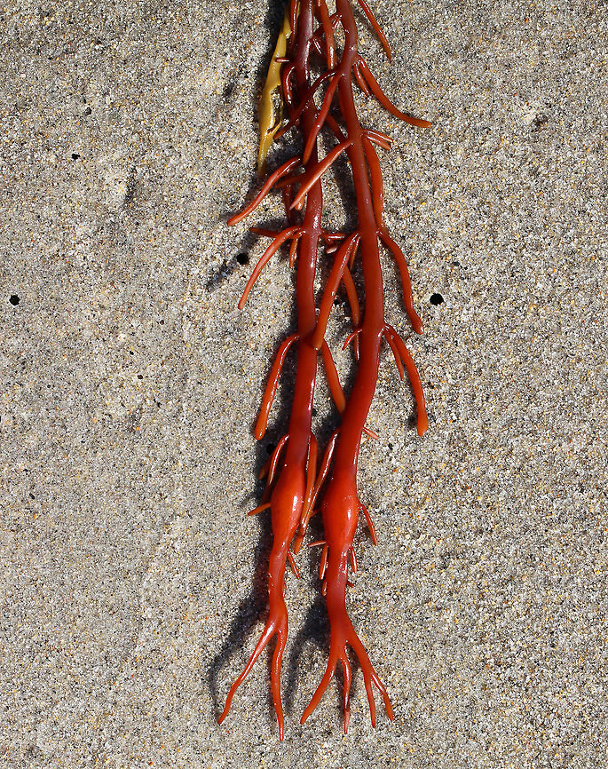 Unknown Seaweed I have no idea what this is! Maybe a weird, red Ascophyllum nodosum? Or, Nemalion helminthoides? Or, Sarcodiotheca gaudichaudii?<br />
<br />
It was bright red with some orange new growth. Also, it had red bladders on the main stems, which were reddish brown.<br />
<br />
Habitat: On a beach in the lower intertidal zone.<br />
<figure class="photo"><a href="https://www.jungledragon.com/image/66090/unknown_seaweed.html" title="Unknown Seaweed"><img src="https://s3.amazonaws.com/media.jungledragon.com/images/3232/66090_thumb.jpg?AWSAccessKeyId=05GMT0V3GWVNE7GGM1R2&Expires=1759968010&Signature=qqbVXVM6pTRVDTp20qWbKcvt2Hg%3D" width="200" height="160" alt="Unknown Seaweed I have no idea what this is! Maybe a weird, red Ascophyllum nodosum? Or, Nemalion helminthoides? Or, Sarcodiotheca gaudichaudii?<br />
<br />
It was bright red with some orange new growth. Also, it had red bladders on the main stems, which were reddish brown.<br />
<br />
Habitat: On a beach in the lower intertidal zone.<br />
https://www.jungledragon.com/image/66092/unknown_seaweed.html Geotagged,Summer,United States,algae,red,red algae,red seaweed,seaweed" /></a></figure> Geotagged,Summer,United States,algae,intertidal zone,red,red algae,seaweed