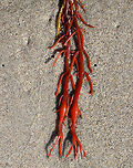 Unknown Seaweed I have no idea what this is! Maybe a weird, red Ascophyllum nodosum? Or, Nemalion helminthoides? Or, Sarcodiotheca gaudichaudii?<br />
<br />
It was bright red with some orange new growth. Also, it had red bladders on the main stems, which were reddish brown.<br />
<br />
Habitat: On a beach in the lower intertidal zone.<br />
https://www.jungledragon.com/image/66090/unknown_seaweed.html Geotagged,Summer,United States,algae,intertidal zone,red,red algae,seaweed