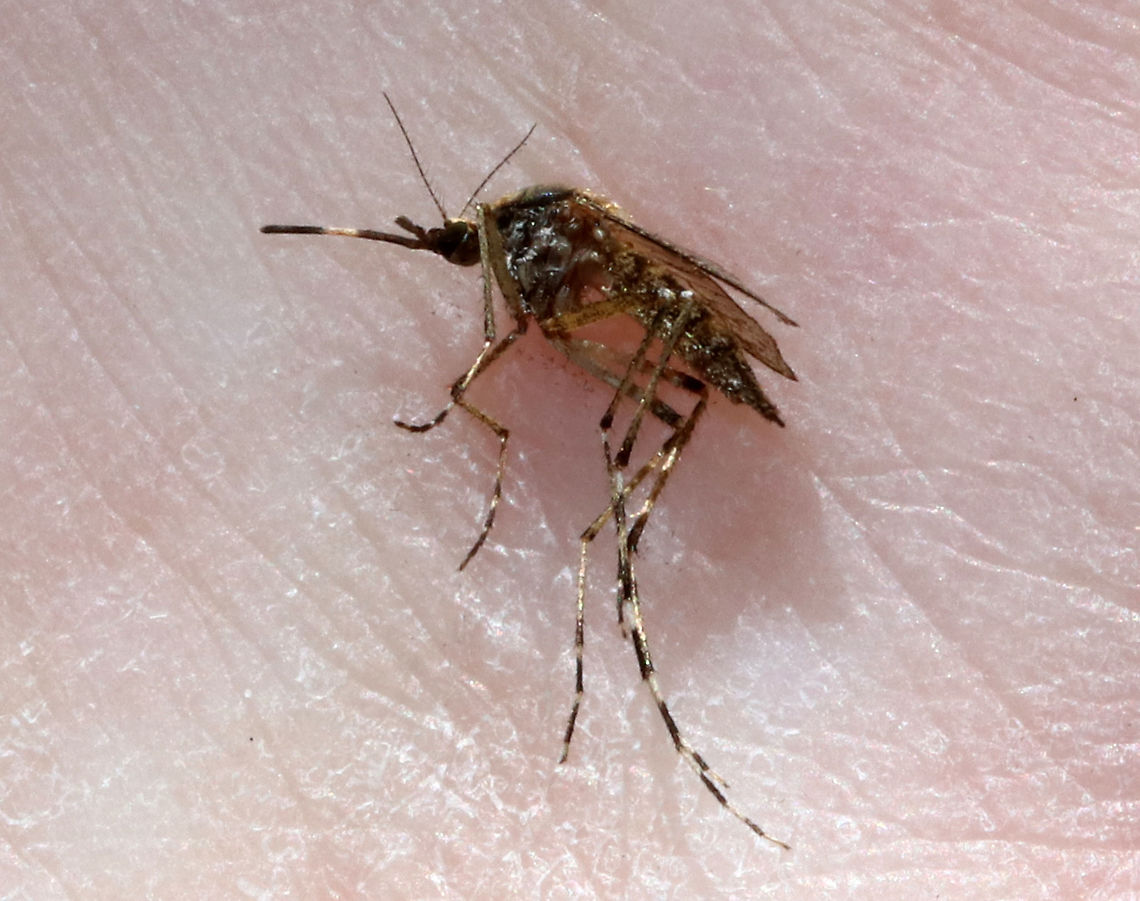 Eastern Saltmarsh Mosquito - Ochlerotatus sollicitans We were inundated by these mosquitoes while hiking in a coastal, coniferous forest. They were brutal and swarmed us - at one point, I counted 8 just on my husband&#039;s head.  They were aggressive and were not deterred by mosquito repellent and protective clothing.  Needless to say, it was a very short hike.<br />
<br />
Description: Proboscis is dark-scaled and with white band near middle. Palpi are short and dark with a few white scales at the tips. Venter is whitish to pale-yellow scaled, and is speckled with dark scales. Femora and tibiae are dark and liberally speckled with pale scales. Wing length was about 4 mm.<br />
<br />
The females are persistent biters and will attack any time during the day or night. They are important vectors of Eastern equine encephalitis. Aedes sollicitans,Eastern Saltmarsh Mosquito,Geotagged,Ochlerotatus sollicitans,Summer,United States,mosquito,new jersey mosquito